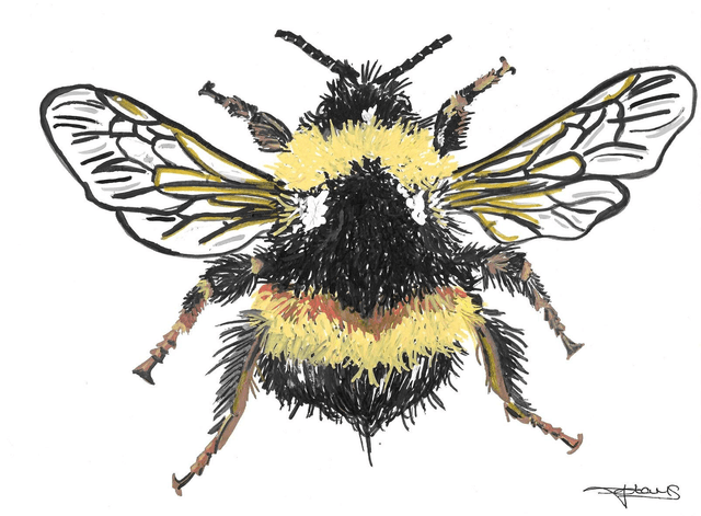 A4 print - The Bee